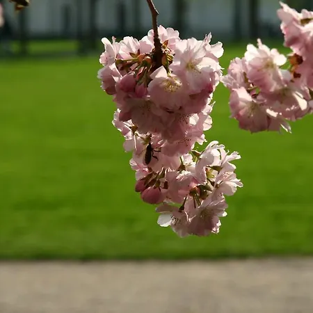 Apparthaus Pfeifer Appart hôtel